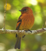 Ochre-bellied-Flycatcher-DSCN4876