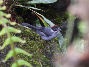 Slaty-Bullfinch-DSCN7375
