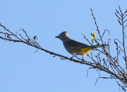 Gray silky Flycatcher          CX8A9026