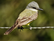 Couchs-Kingbird-