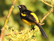 Cowled-Oriole