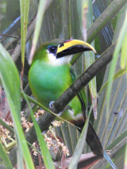 Emerald Toucanet              DSCN0590-2