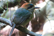 Tody Motmot    IMG_0843