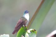 Azure-crowned Hummingbird     IMG_8491-scaled