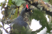 Horned Guan         IMG_9504