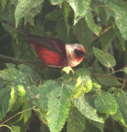 Pink-headed-warbler