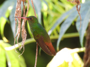Rufous-tailed-Hummingbird