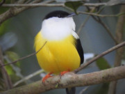 White-collared-Mankin