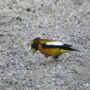 Evening-Grosbeak