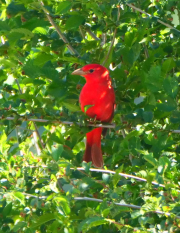 Summer-Tanager