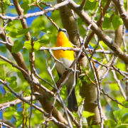 Yello-breasted-Chat
