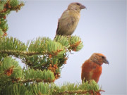 Red-crossbills