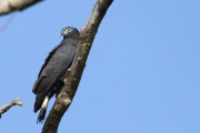 Common-Black-Hawk