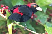 Crimson-collared-Tanager