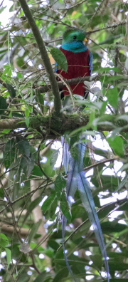 Resplendant-Quetzal-Panama-8