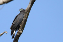 Common-Black-Hawk