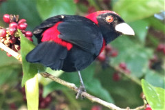 Crimson-collared-Tanager