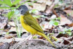 Grey-headed-Tanager