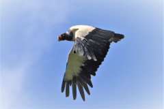 King-VULTURE