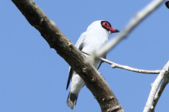 Masked-Tityra