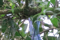 Resplendant-Quetzal-Panama-8