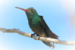 Rufous-tailed-Hummingbird