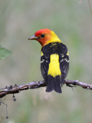 Western-Tanager-male-1st-year