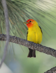Western-Tanager-male-breeding