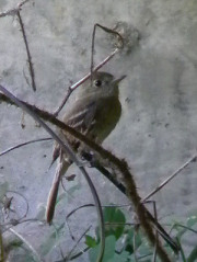 Pacific slope flycatcher