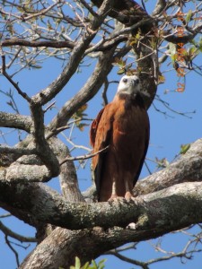 Black-collared-Hawk-Belize 2014