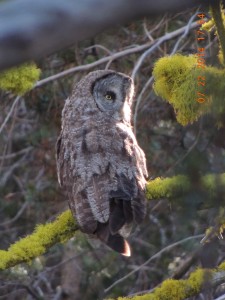 Great Grey Owl found in the high county of Yosemite National Park.