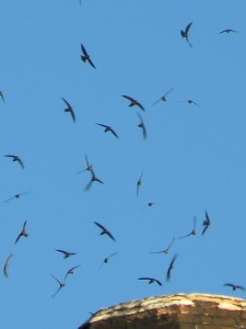 Vaux's Swifts and blue sky before dusk as they enter their evening roost.