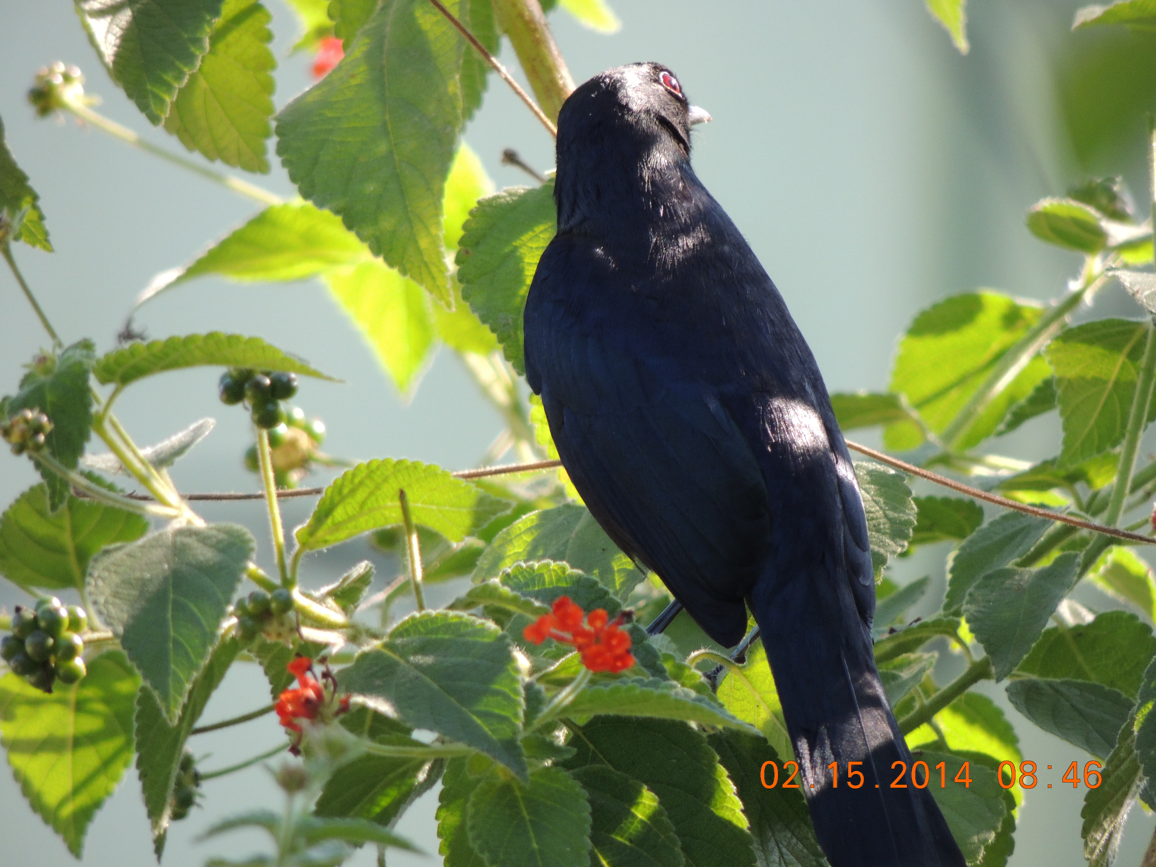 Black Catbird Ambergris Caye
