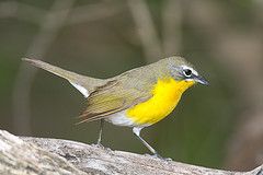 Yellow-brested Chat