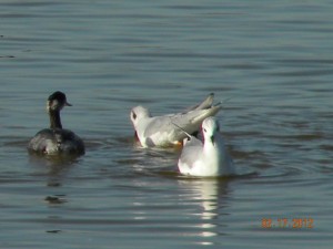 Bonaparte Gulls with Eared Grebe Lake Michigan