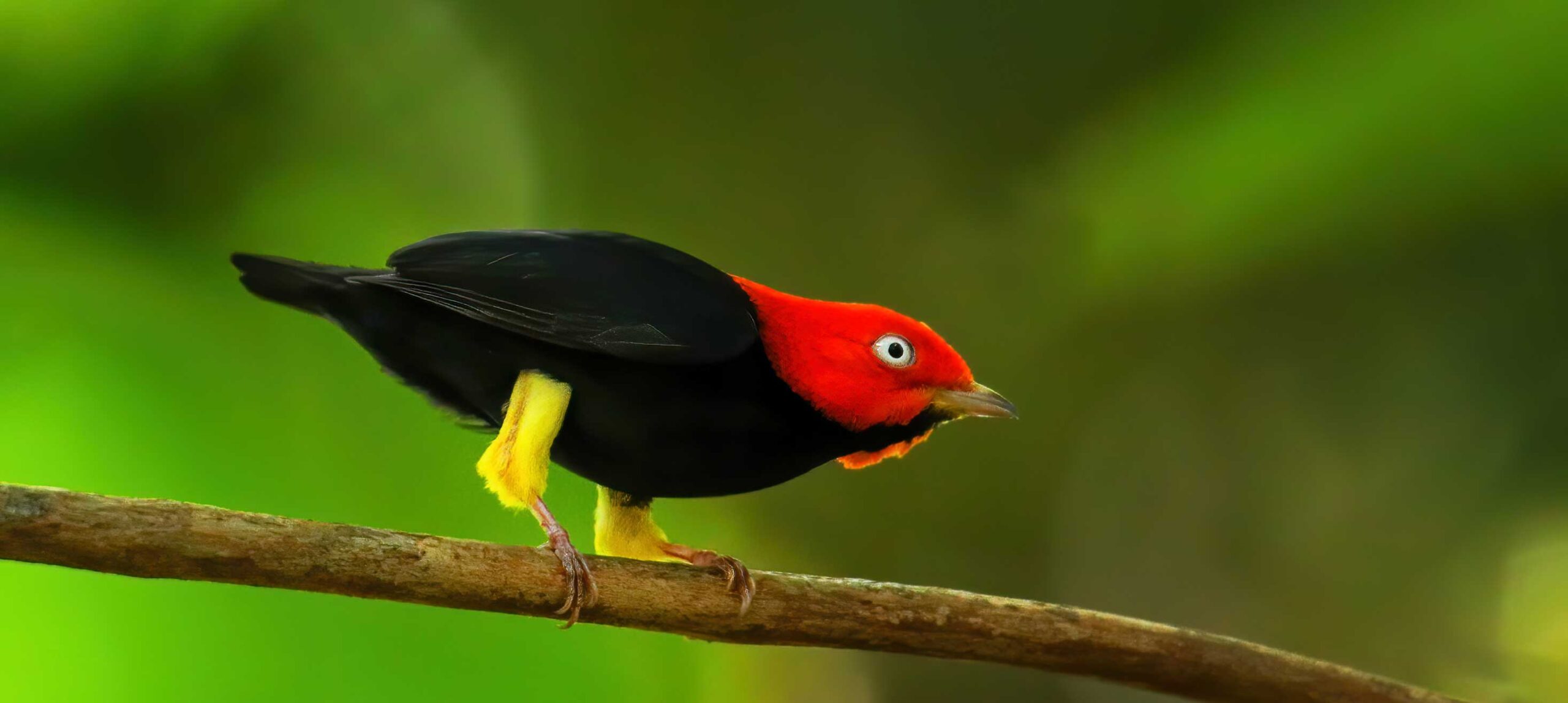 red-capped manakin